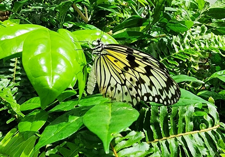 Paper Kite kelebek türü, Konya Tropikal Kelebek Bahçesi’nde yeşil bitkiler arasında görüntülendi.
